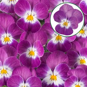 Afbeelding van Viola P9 kleinbloemig Purple rose whit face